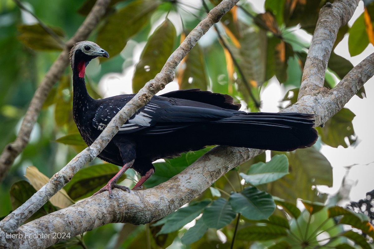Red-throated Piping-Guan - ML632315958
