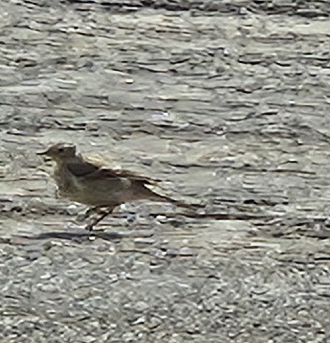 American Pipit - ML632316177