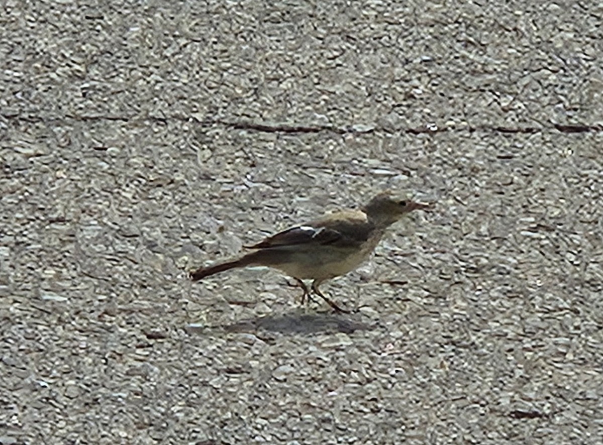 American Pipit - ML632316178