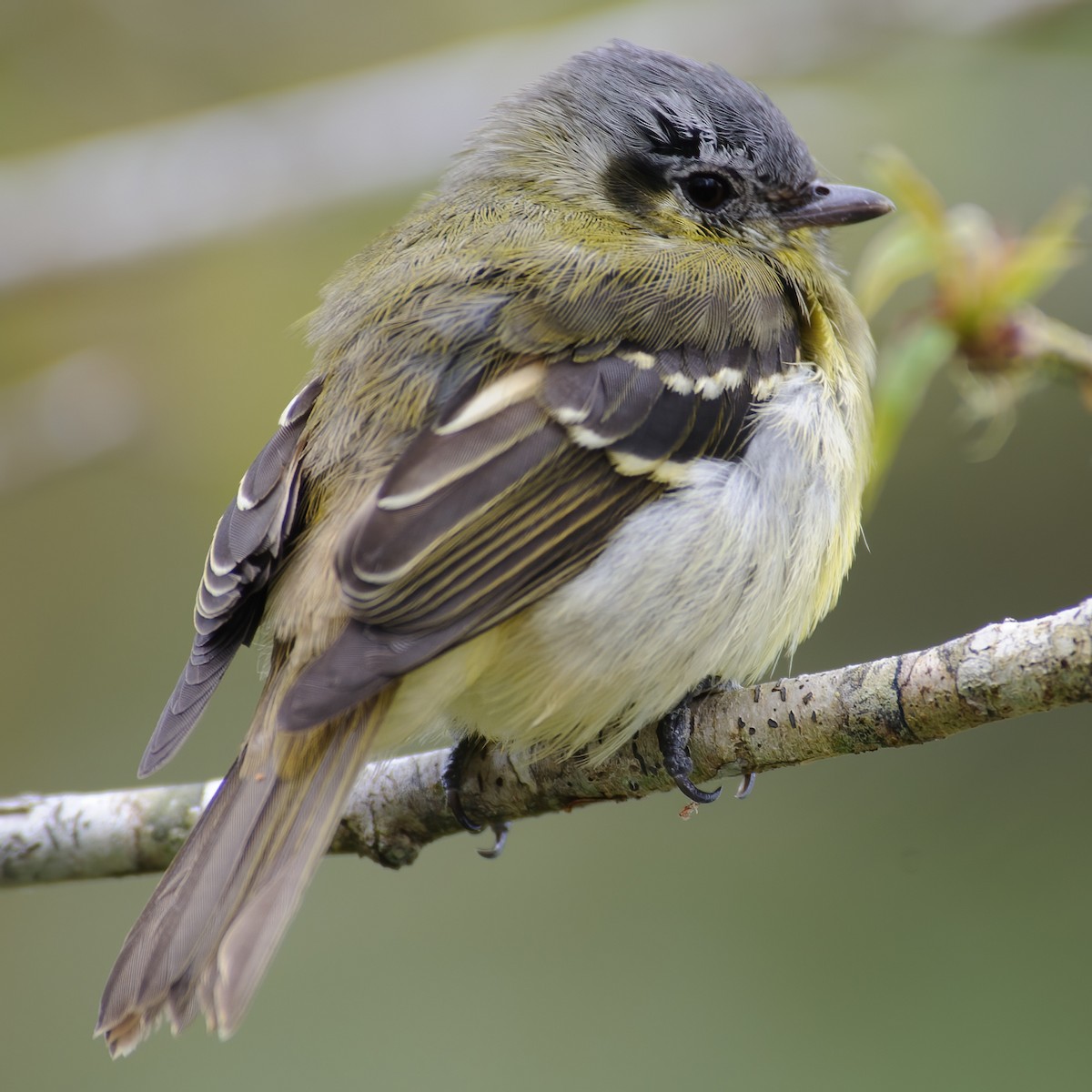 Ashy-headed Tyrannulet - ML632316219