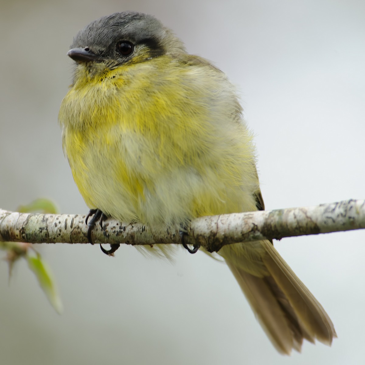 Ashy-headed Tyrannulet - ML632316225