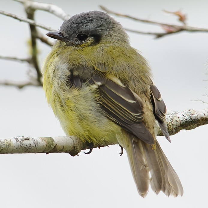 Ashy-headed Tyrannulet - ML632316231
