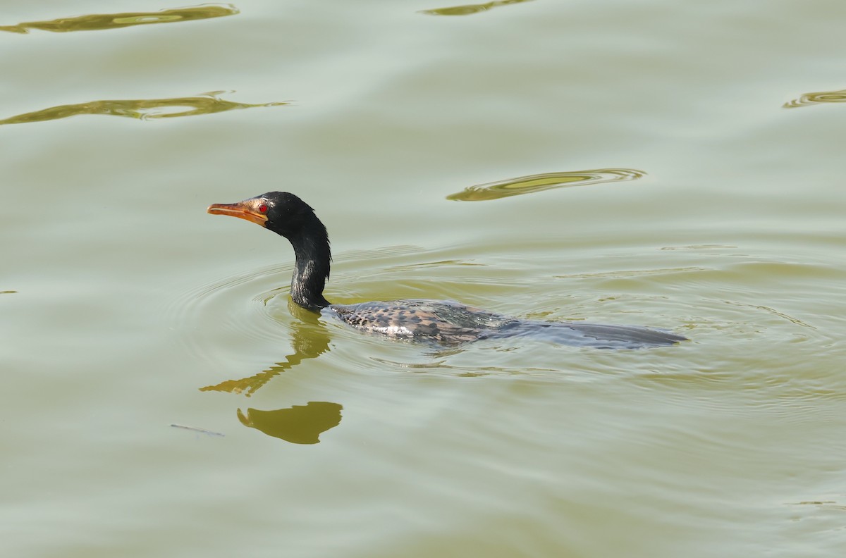 Cormoran africain - ML632316264