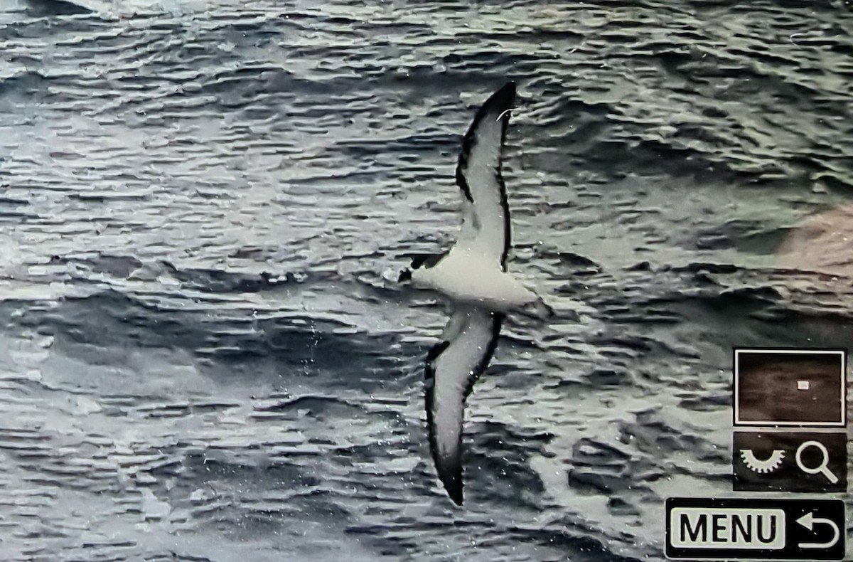 Stejneger's Petrel - ML632316525