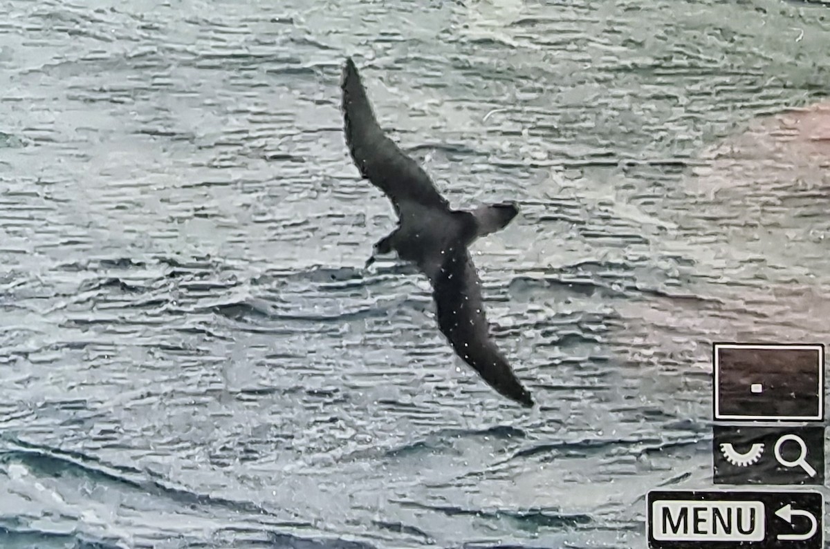 Stejneger's Petrel - ML632316527