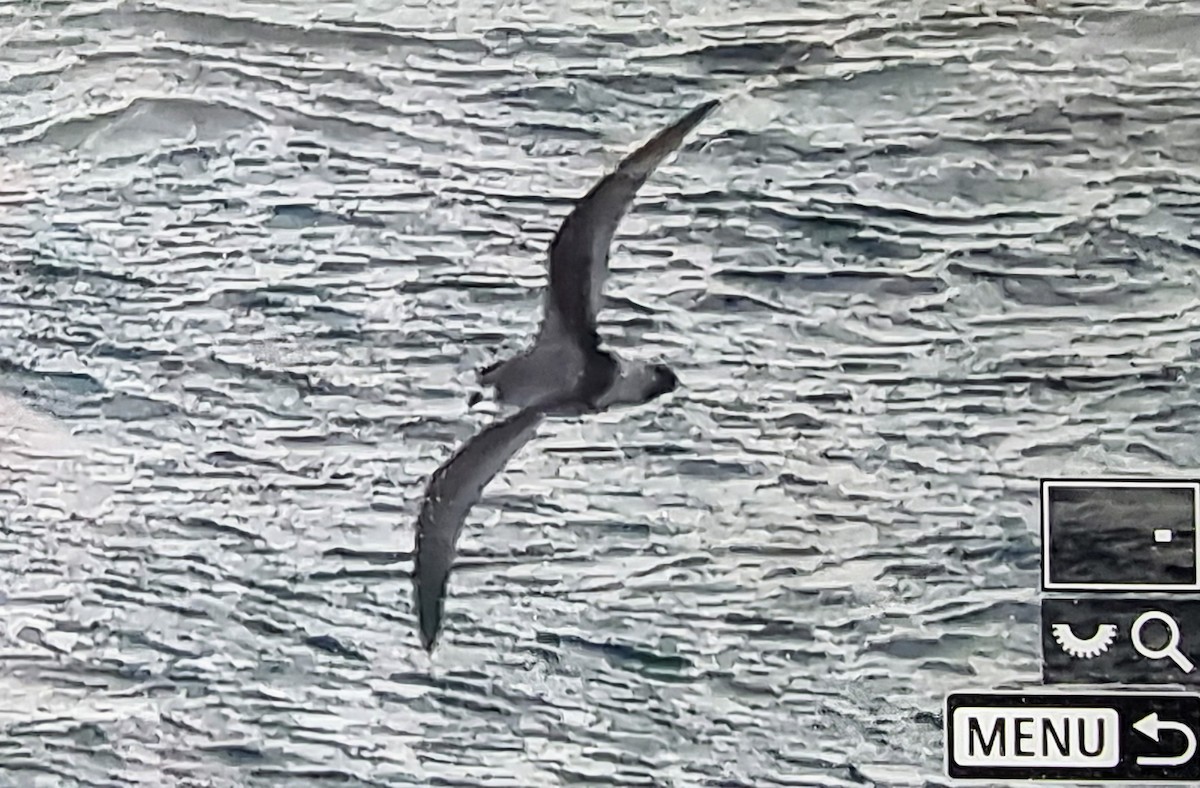 Stejneger's Petrel - ML632316528