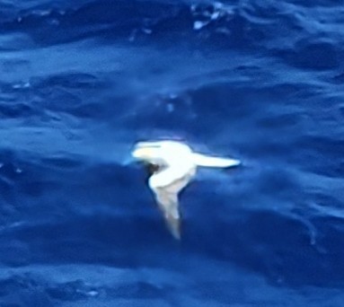 Masked Booby - ML632316757