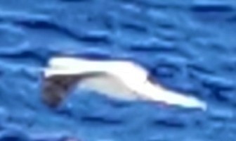 Masked Booby - ML632316758