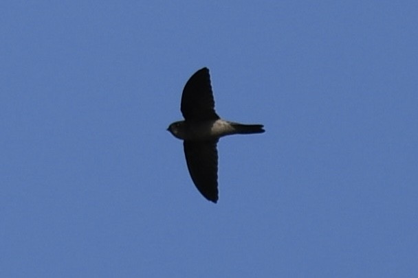 Aerodramus sp. - ML632316851