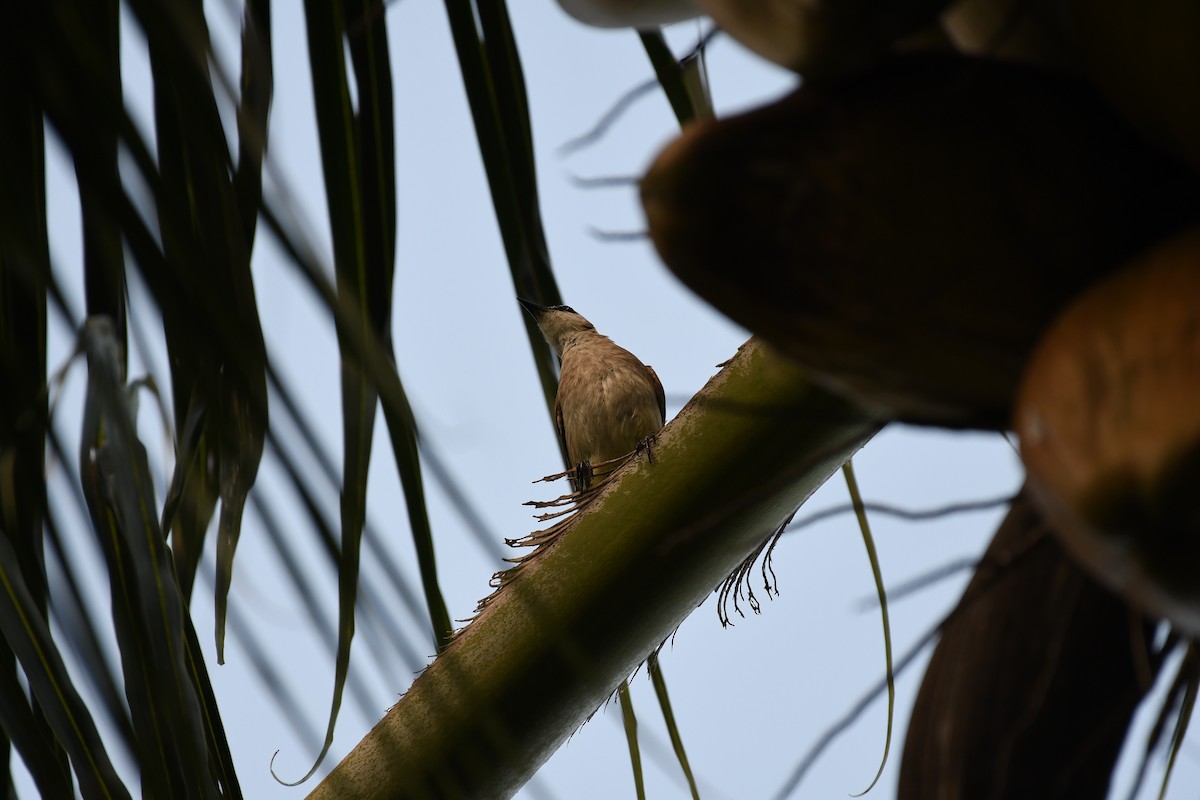 Bulbul goiavier - ML632316979