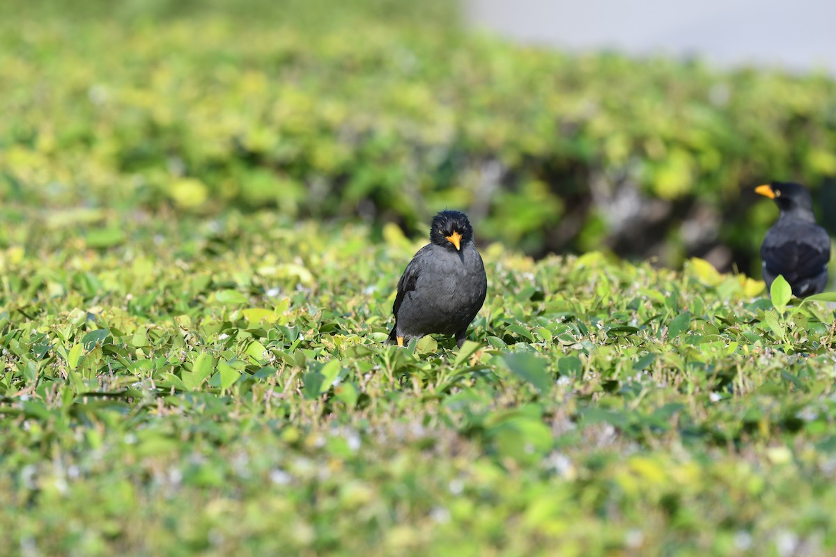 Martin de Java - ML632316983