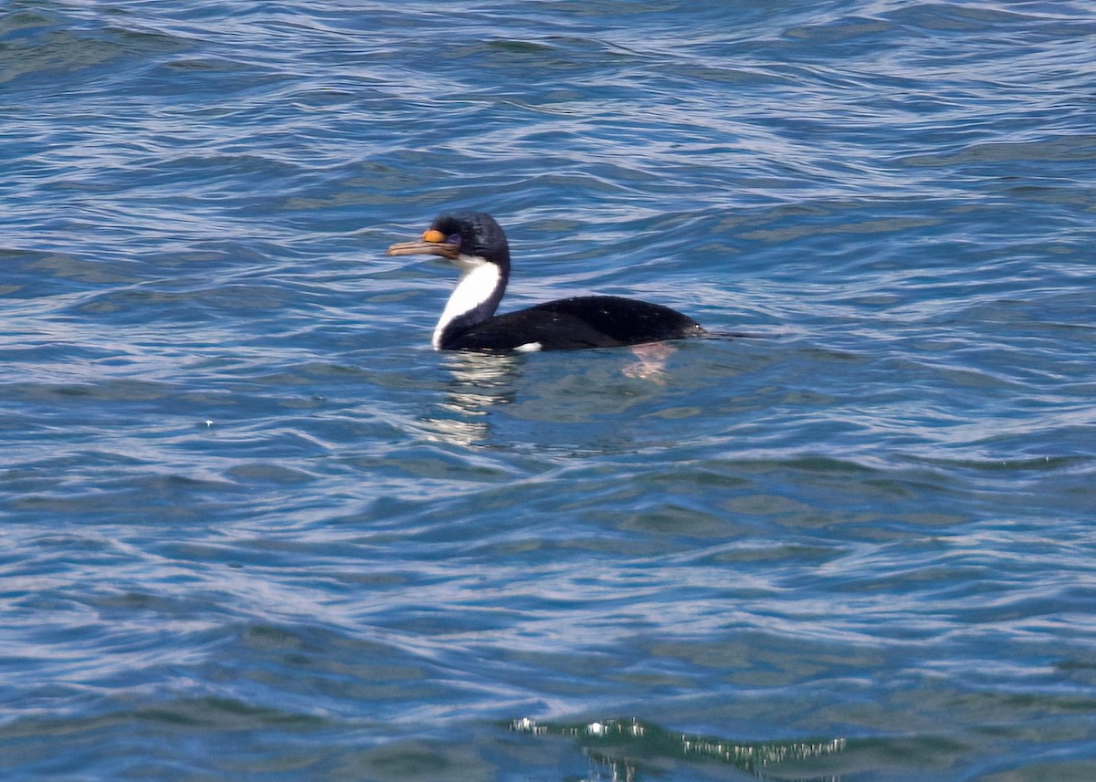 Imperial Cormorant - ML632317085