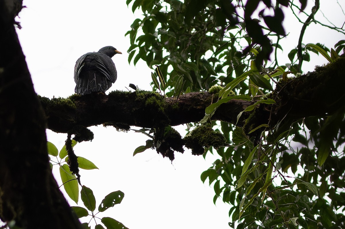 Maroon Pigeon - ML632317305