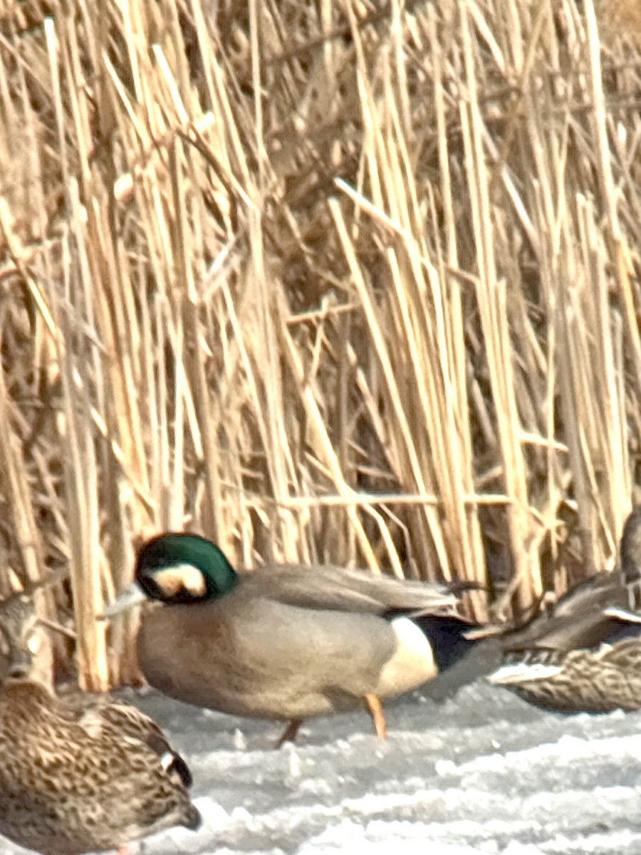 American Wigeon x Mallard (hybrid) - ML632317466