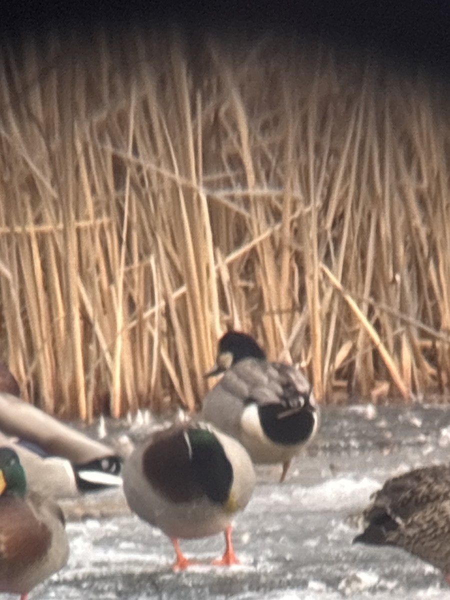 American Wigeon x Mallard (hybrid) - ML632317468