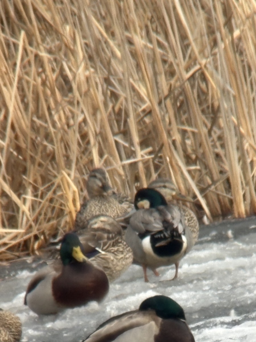 American Wigeon x Mallard (hybrid) - ML632317469