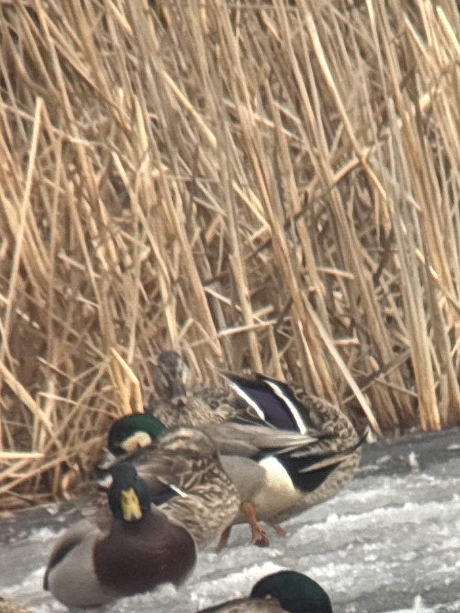 American Wigeon x Mallard (hybrid) - ML632317470