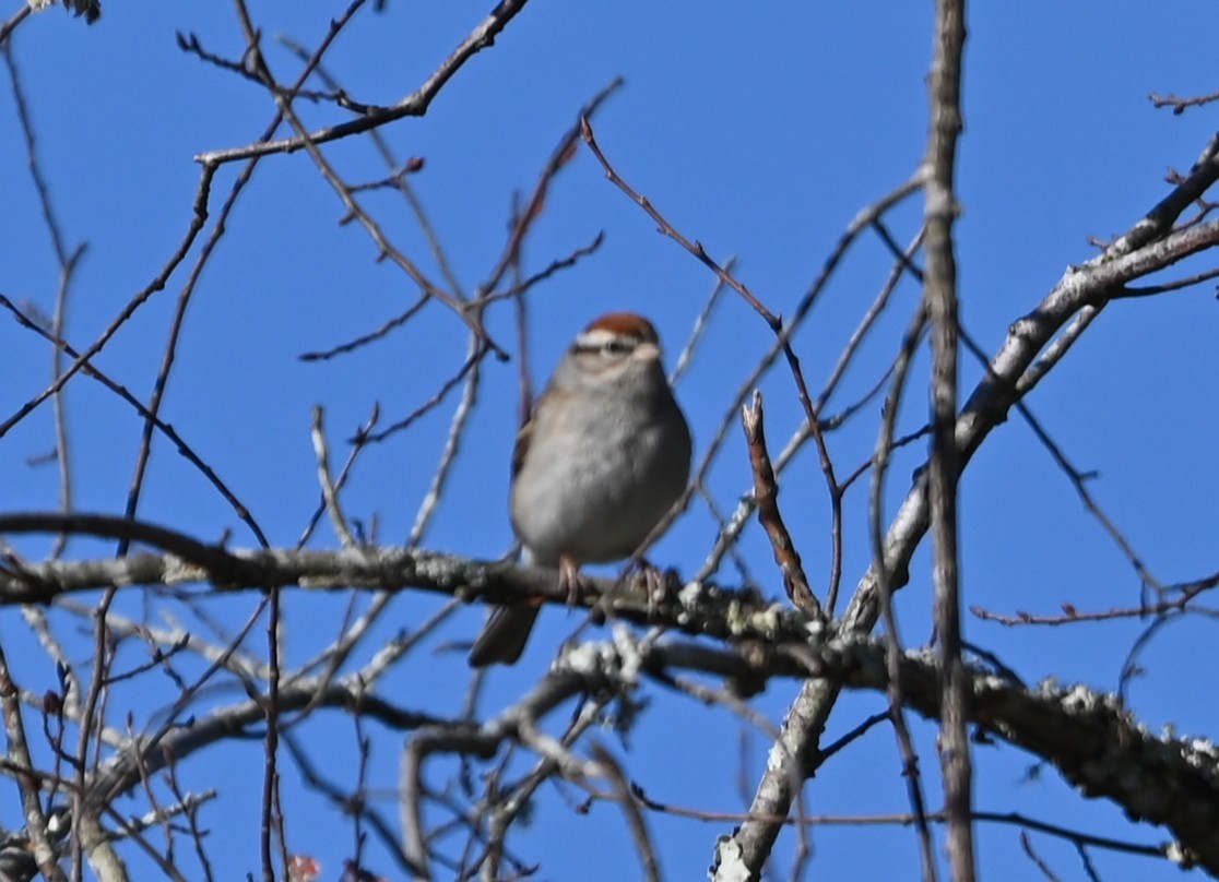 Chipping Sparrow - ML632317503
