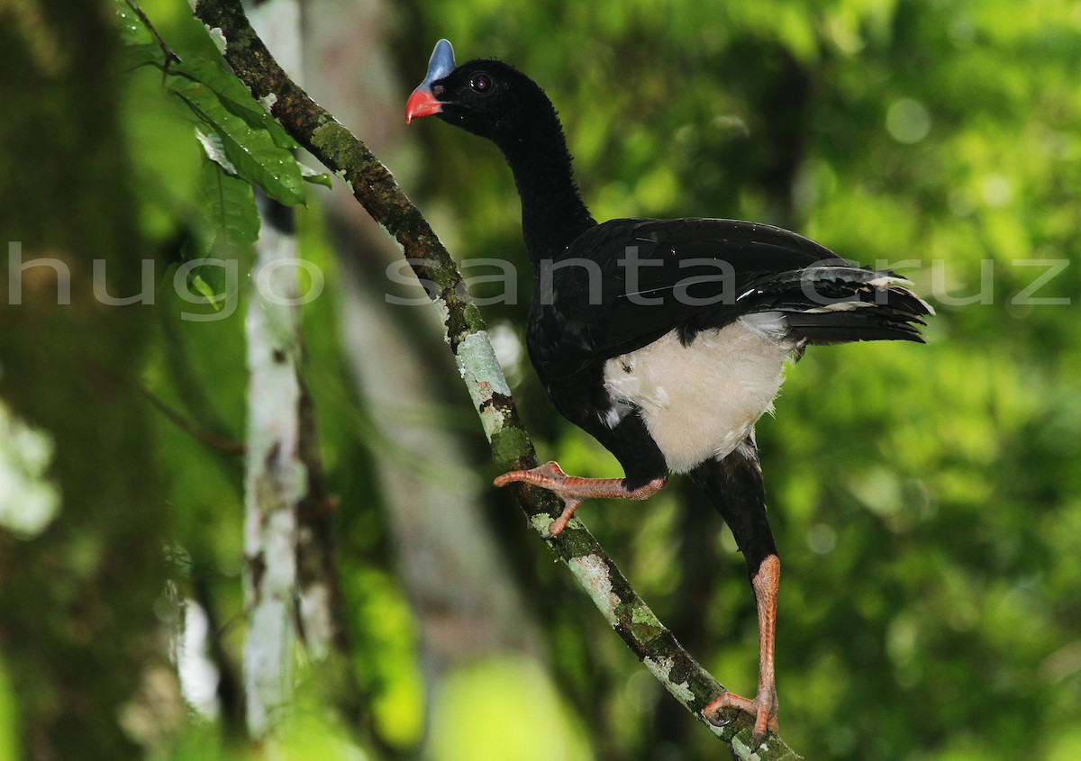 Horned Curassow - ML632317650