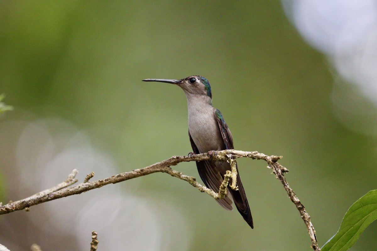 Wedge-tailed Sabrewing - ML632317672