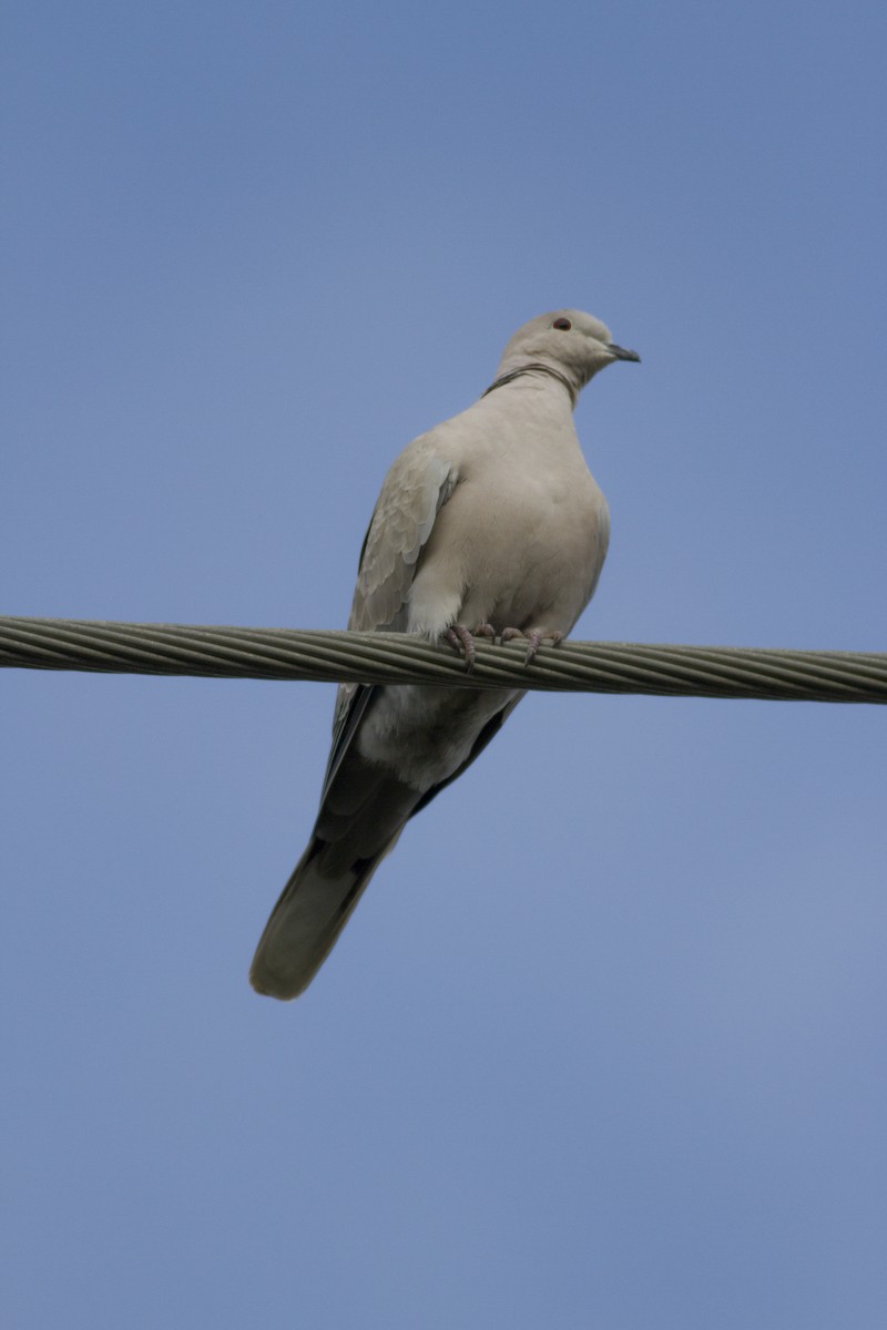 Eurasian Collared-Dove - ML63231771