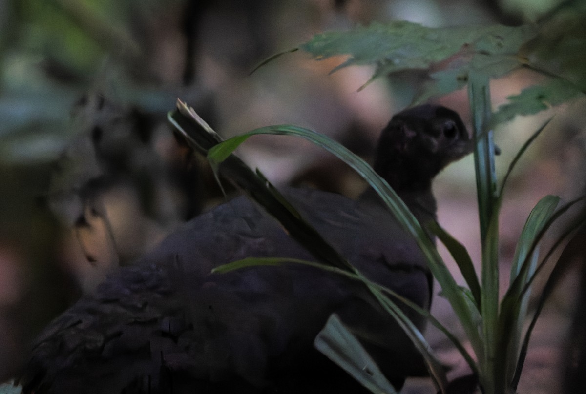 Solitary Tinamou - ML632317738