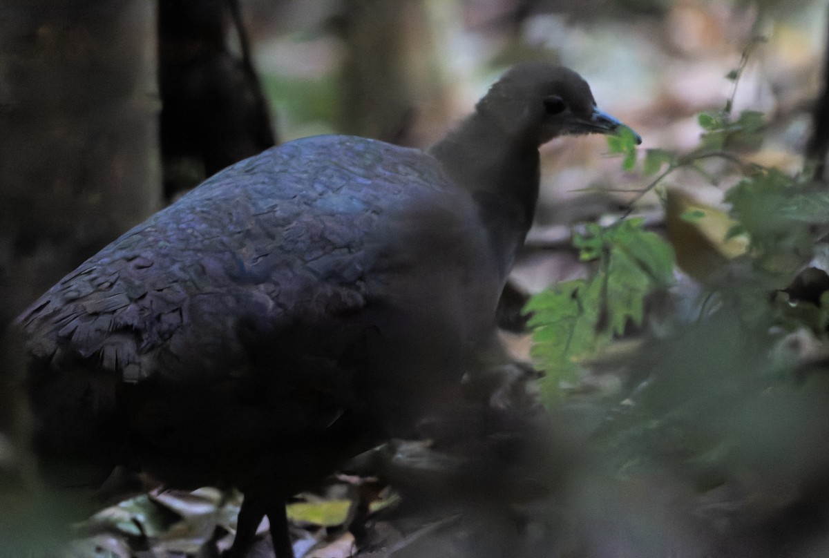 Solitary Tinamou - ML632317740