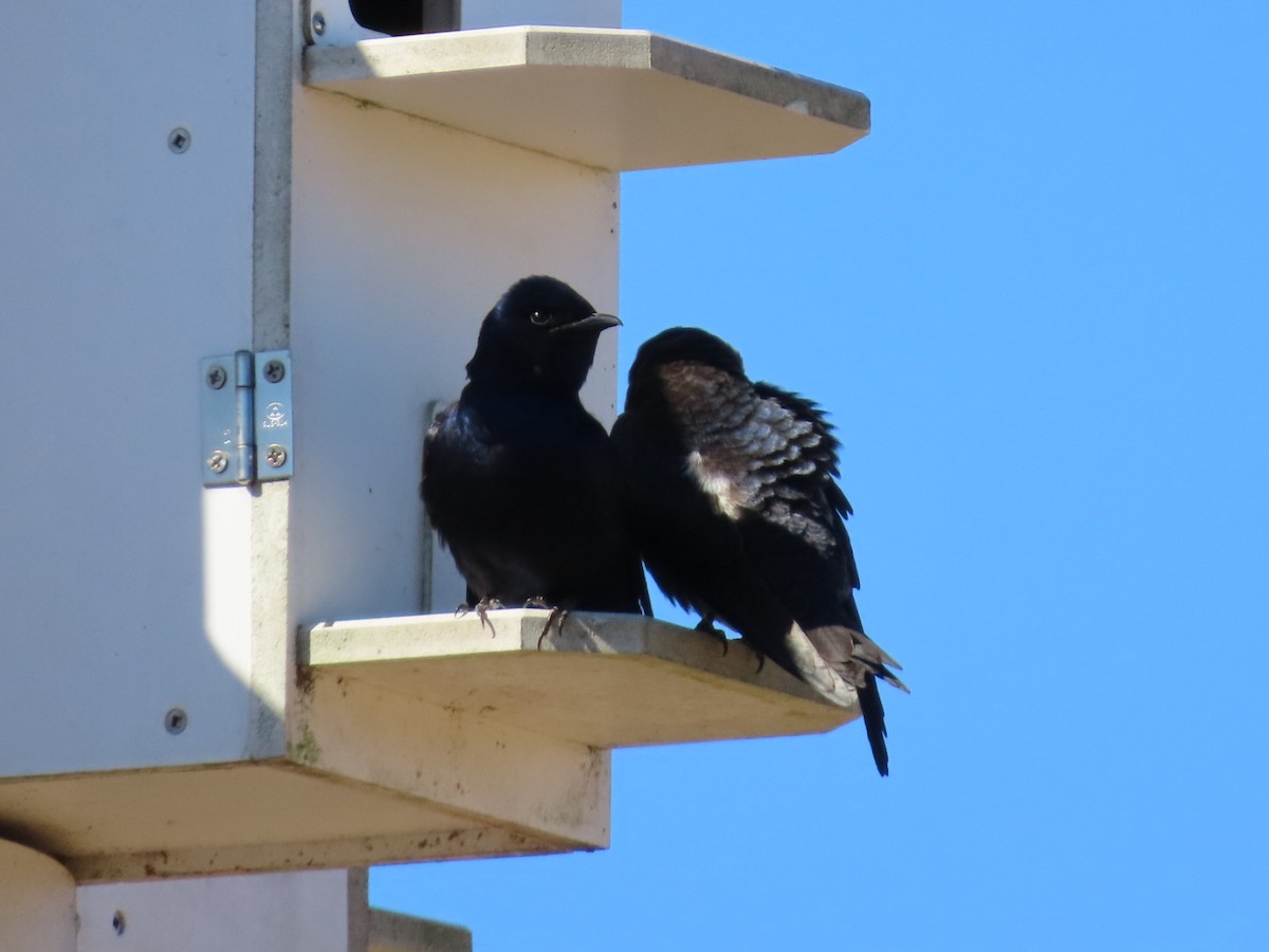 Purple Martin - ML632317848