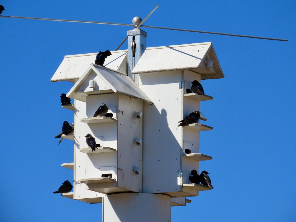 Purple Martin - ML632317849