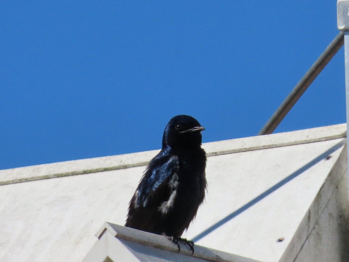 Purple Martin - ML632317850
