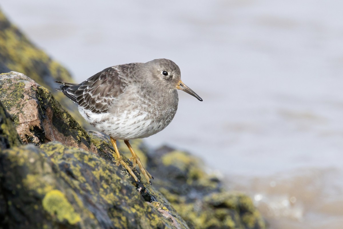 Purple Sandpiper - ML632317862