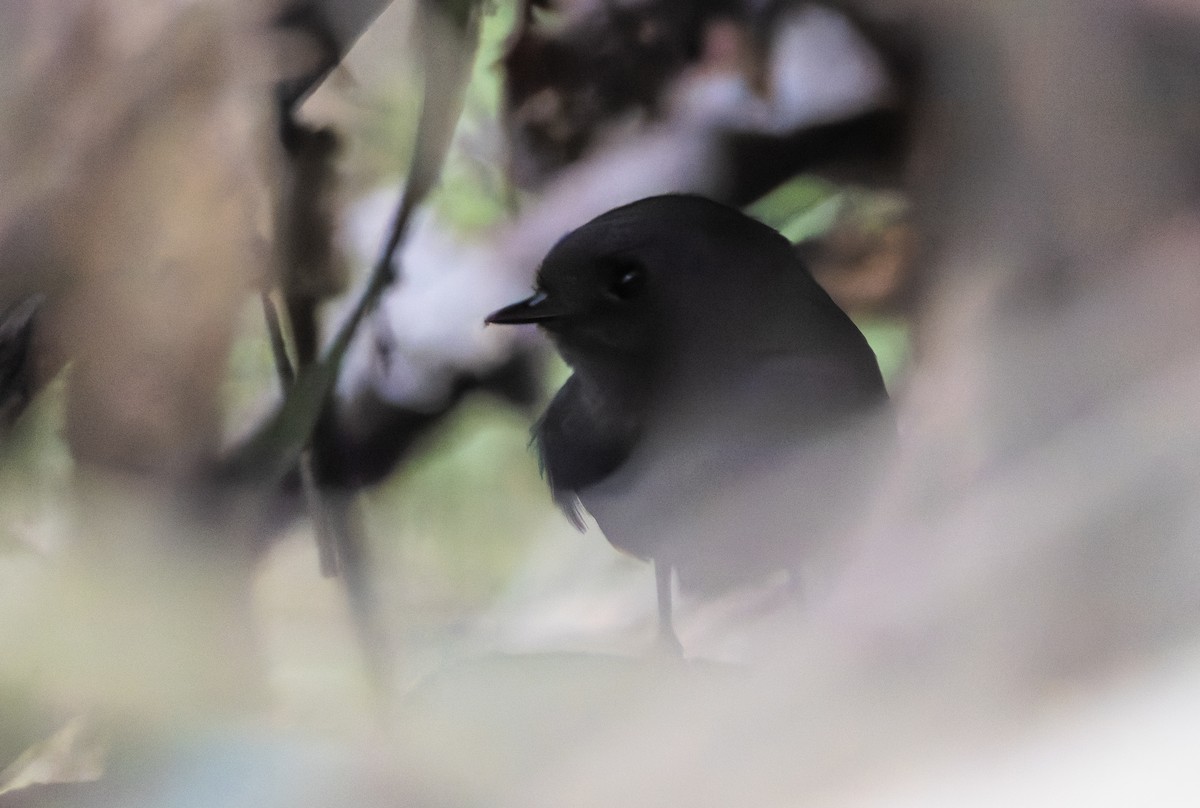 Mouse-colored Tapaculo - ML632317865