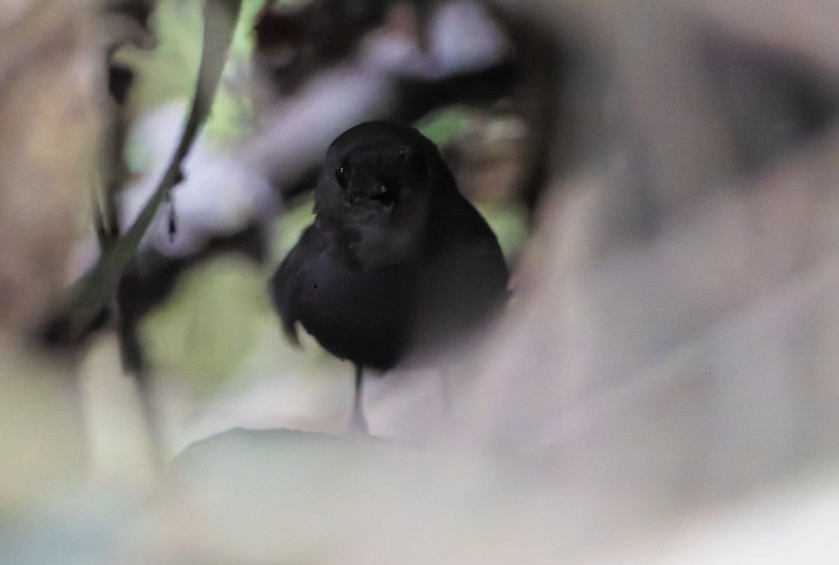 Mouse-colored Tapaculo - ML632317867
