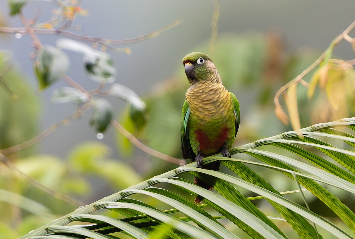 Maroon-bellied Parakeet (Maroon-tailed) - ML632317972