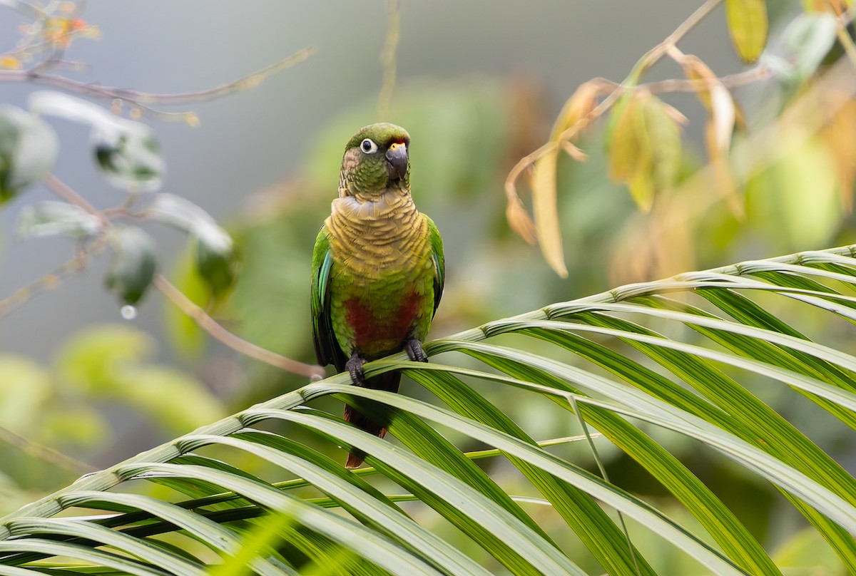 Maroon-bellied Parakeet (Maroon-tailed) - ML632317973