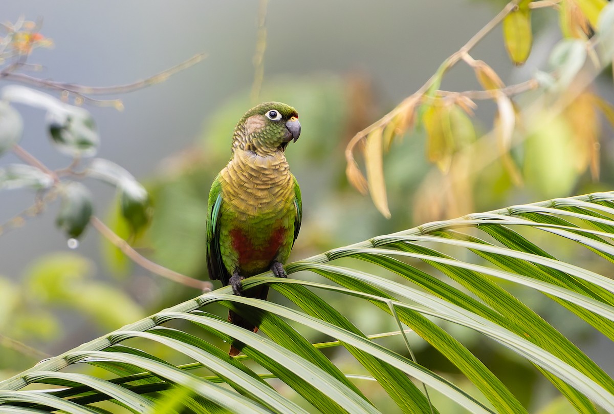 Maroon-bellied Parakeet (Maroon-tailed) - ML632317974