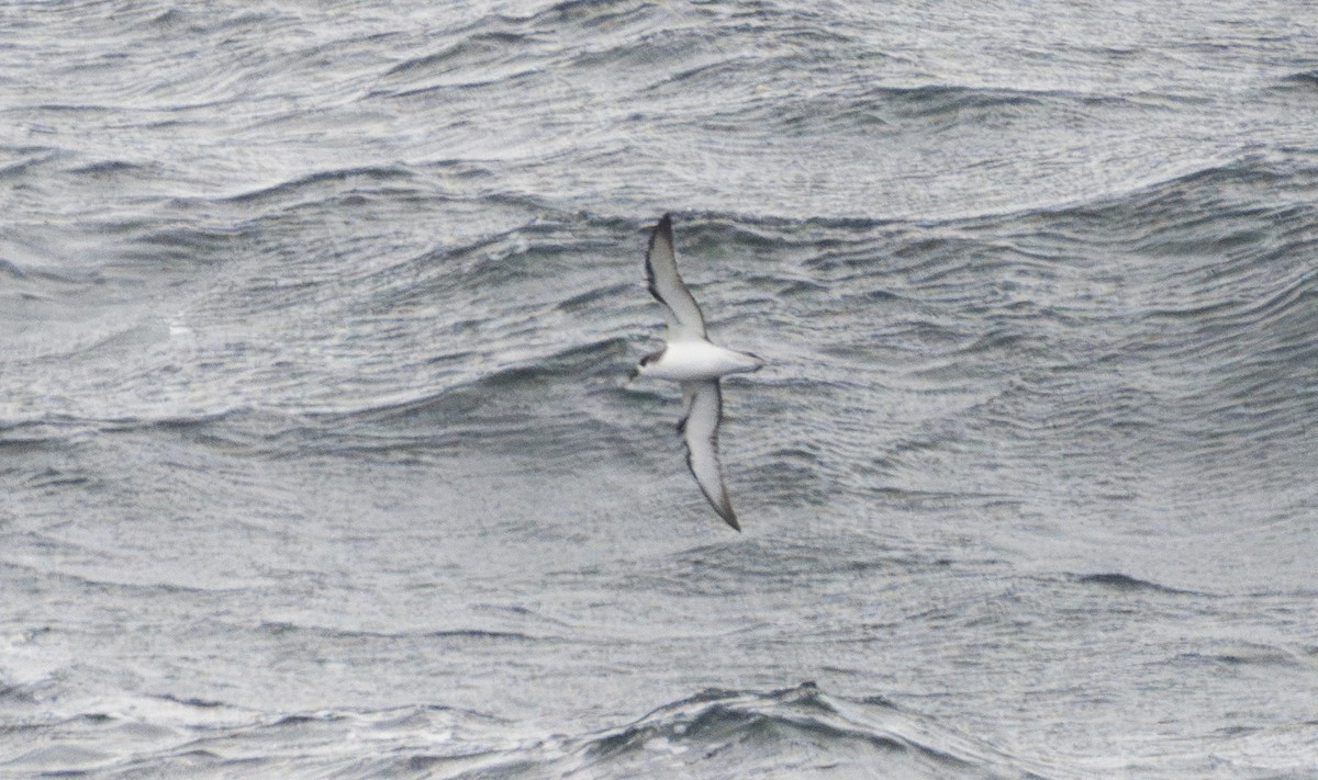 Stejneger's Petrel - ML632318027