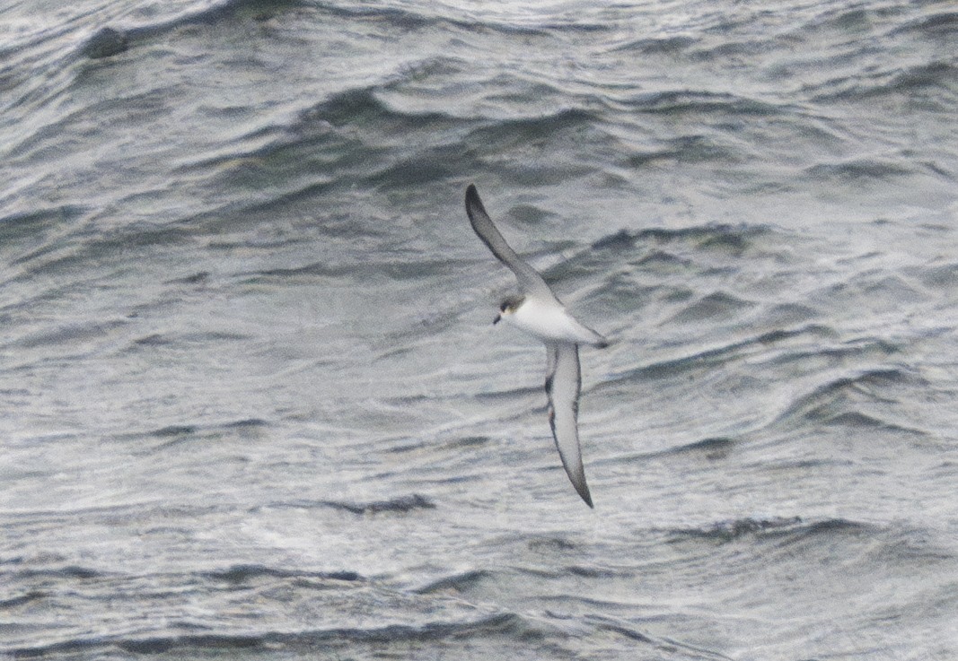 Stejneger's Petrel - ML632318028
