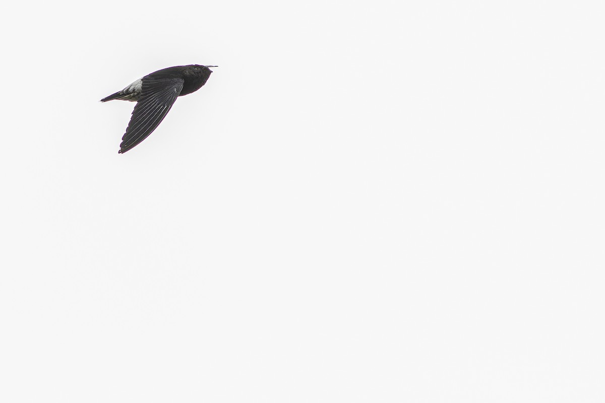 Sao Tome Spinetail - ML632318075