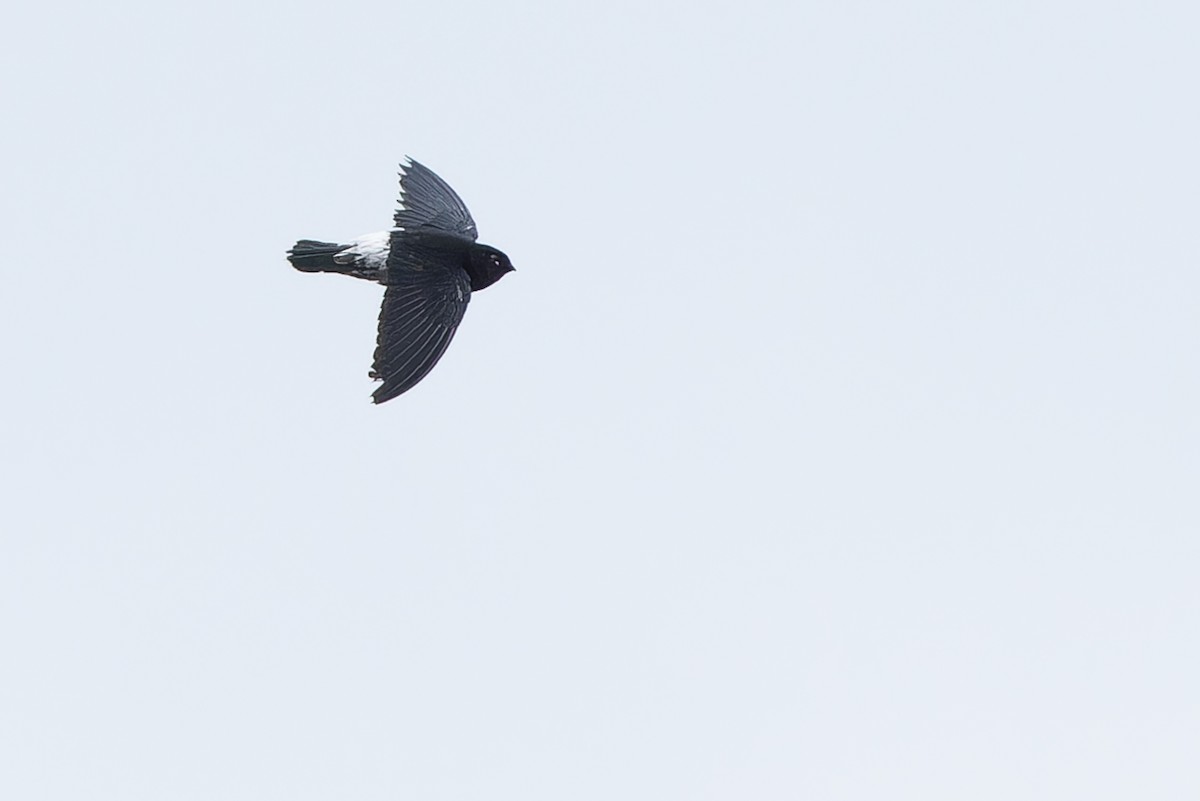 Sao Tome Spinetail - ML632318076