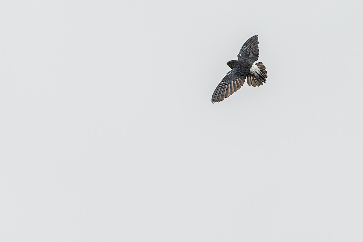 Sao Tome Spinetail - ML632318079