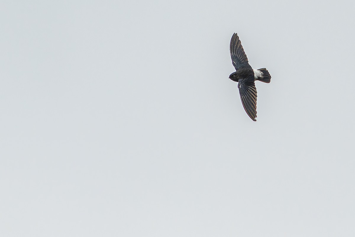Sao Tome Spinetail - ML632318080