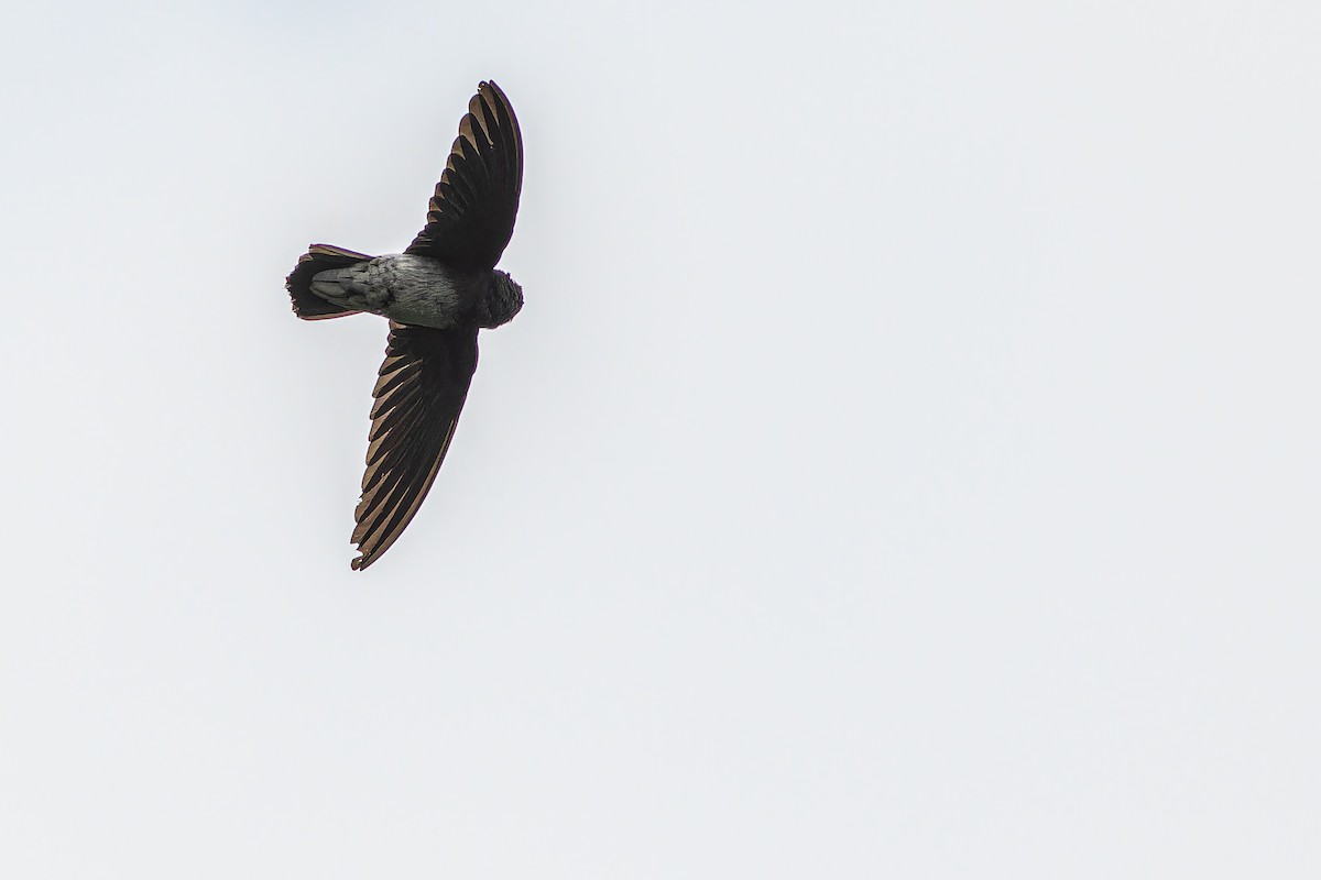 Sao Tome Spinetail - ML632318081