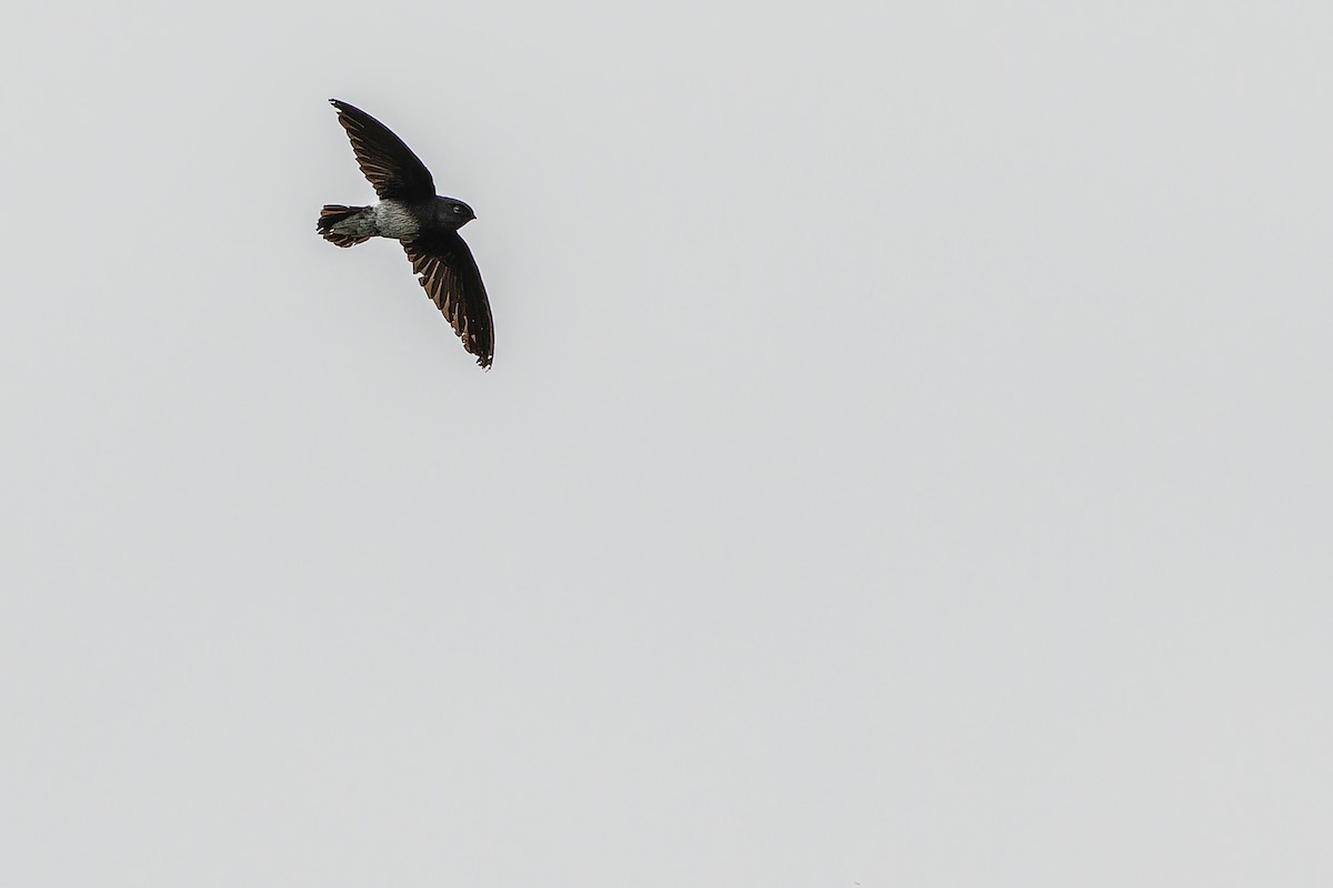 Sao Tome Spinetail - ML632318082