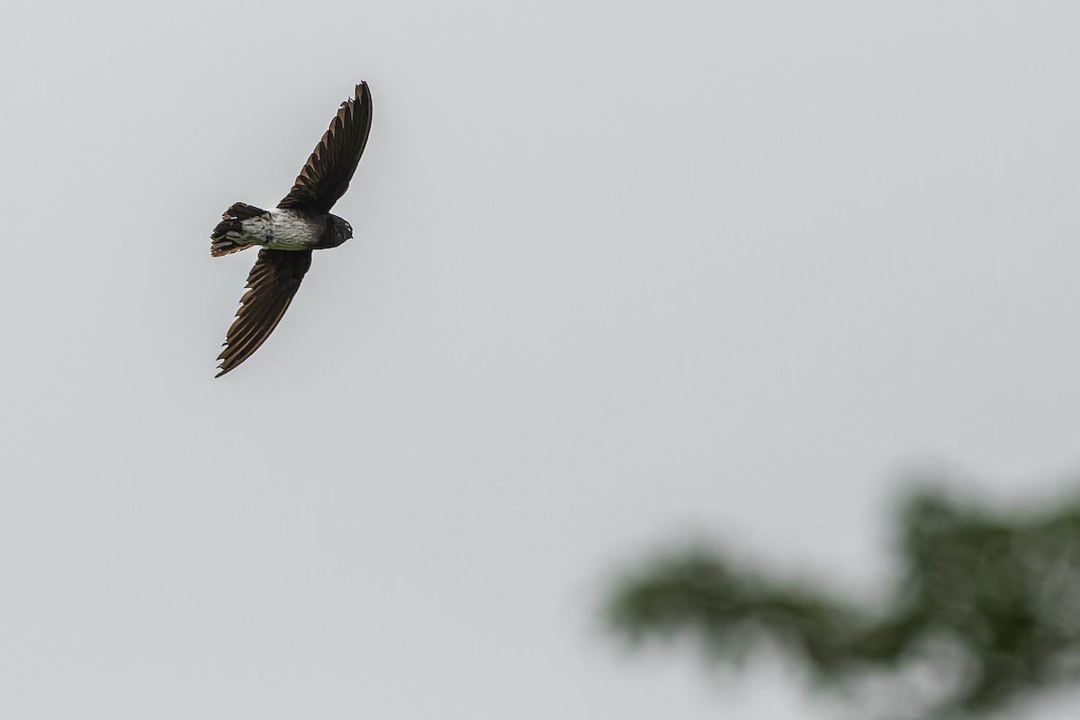 Sao Tome Spinetail - ML632318084