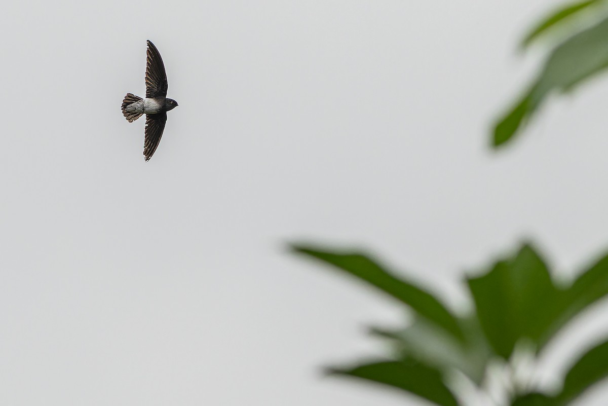 Sao Tome Spinetail - ML632318085