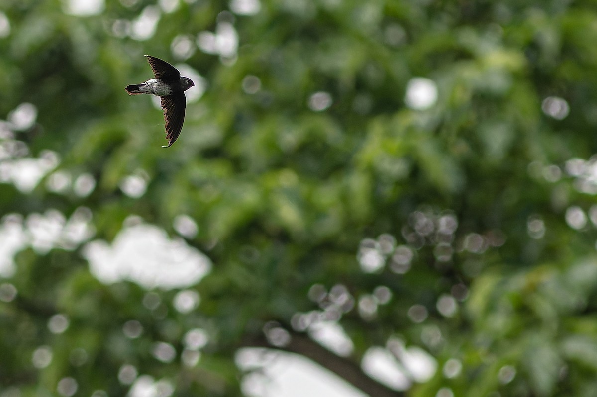 Sao Tome Spinetail - ML632318086