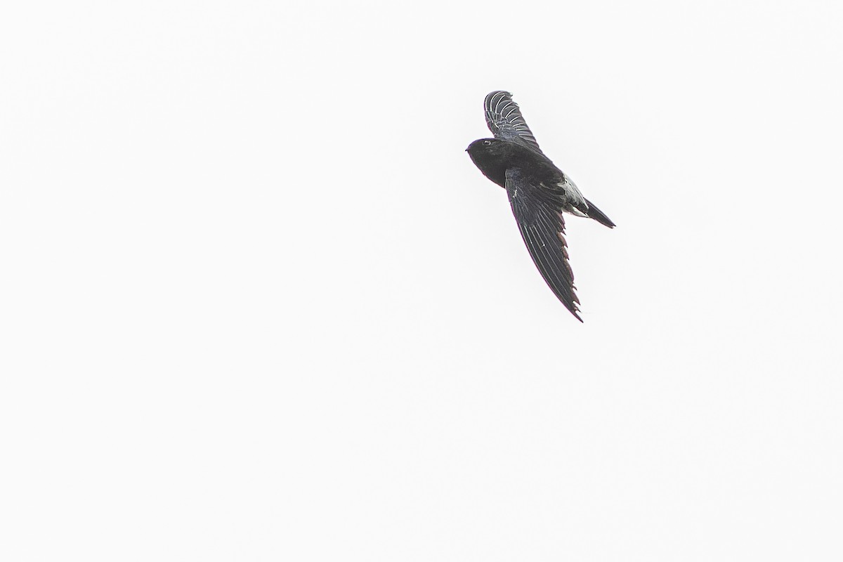 Sao Tome Spinetail - ML632318101