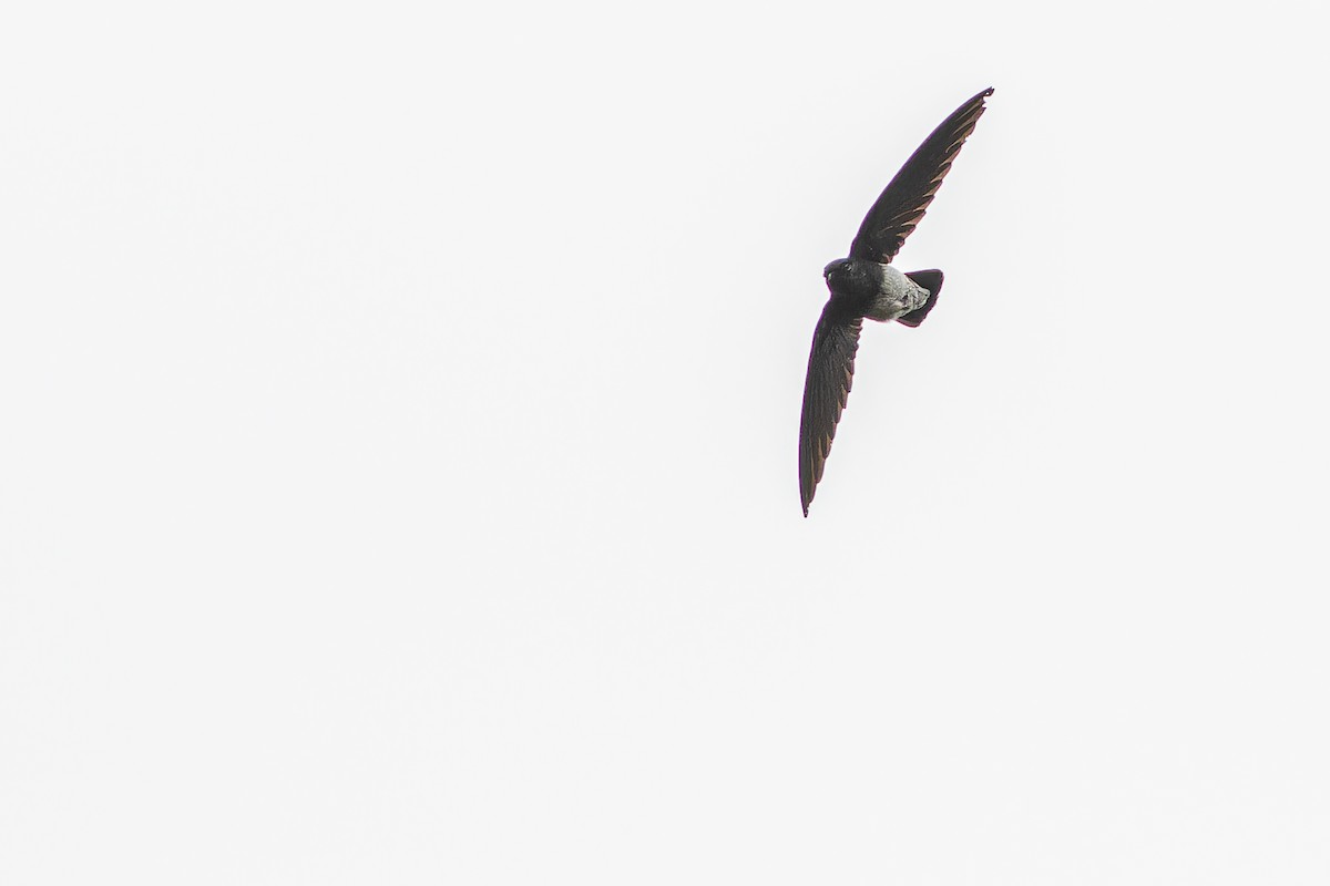 Sao Tome Spinetail - ML632318102