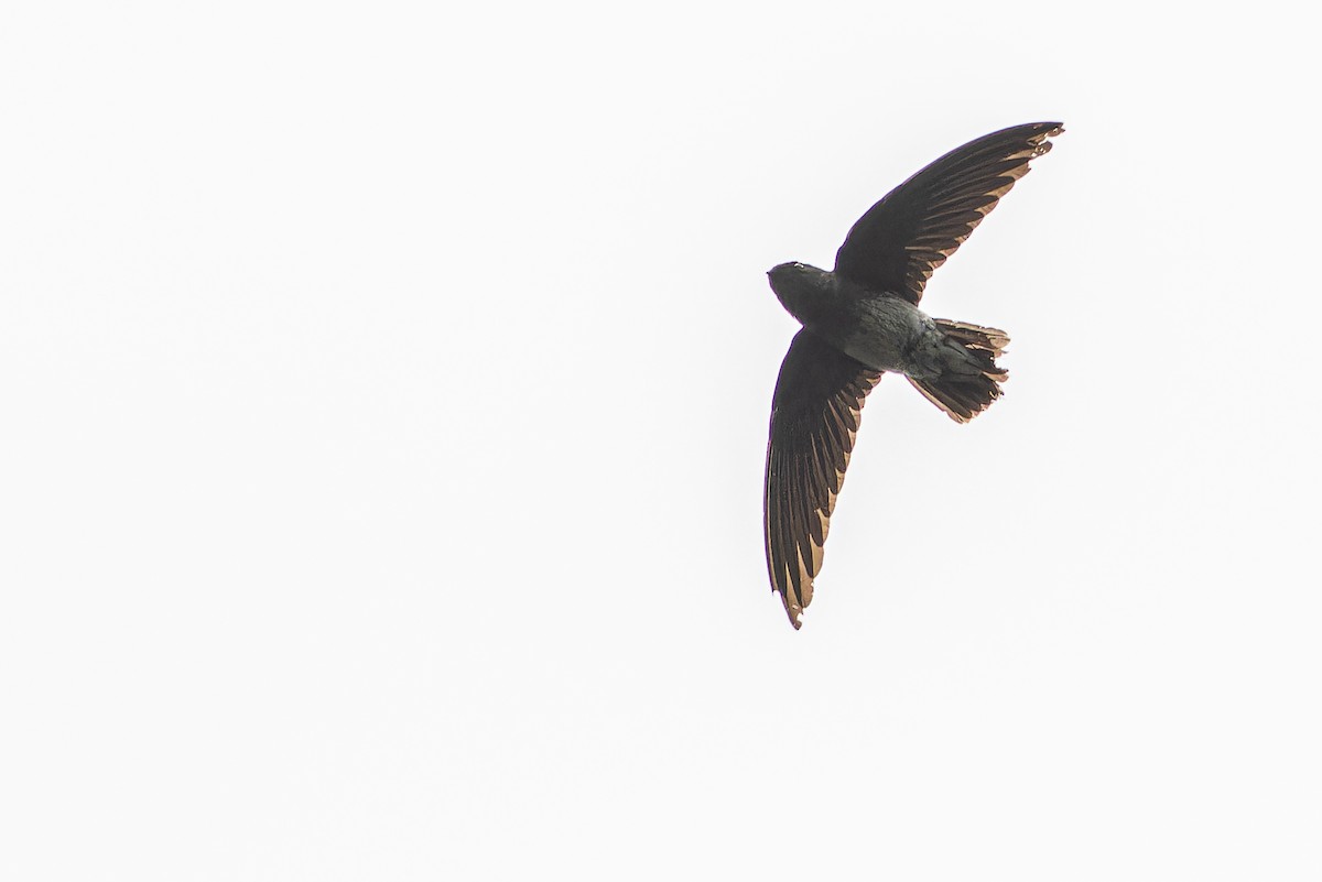 Sao Tome Spinetail - ML632318103